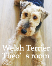 Welsh Terrier Theo welshterrier ウエルシュテリア